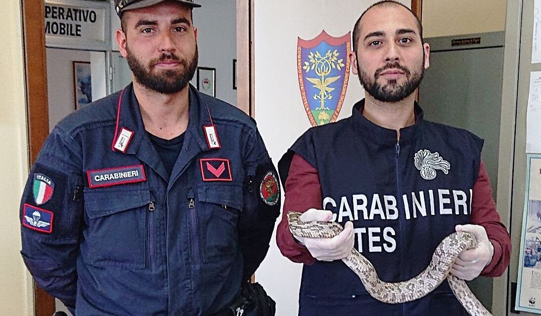Acqui terme, recupero di un serpente di un metro e mezzo da parte dei Carabinieri Forestali