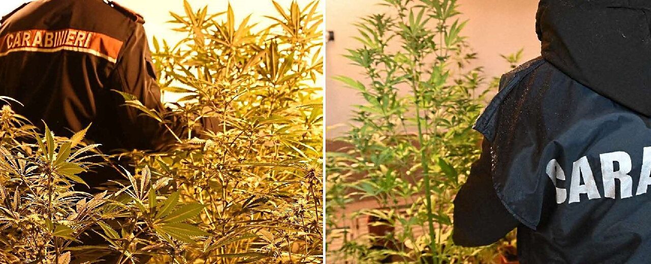 A Quargnento e Pietra Marazzi i Carabinieri hanno sequestrato due piantagioni di droga con 3 arresti