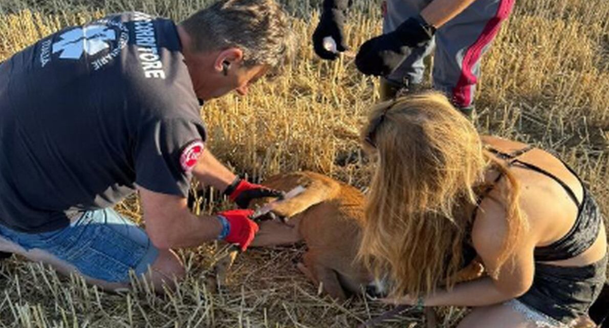 Capriolo ferito salvato da una pattuglia della Polizia di Alessandria
