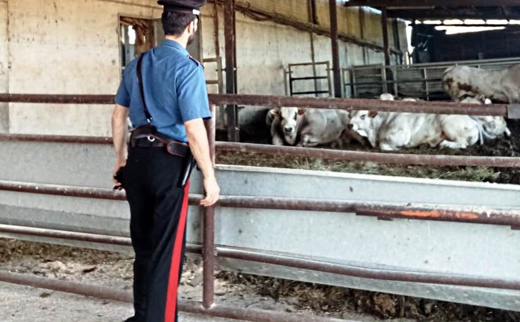 Aggredito da un bovino, un anziano allevatore è stato ricoverato in elisoccorso, in codice rosso.