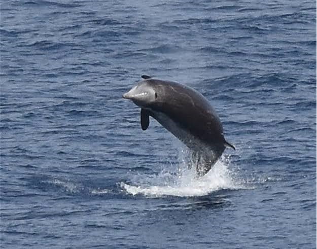 Avvistato uno Zifio nel mare del Ponente Ligure: avvenmimento eccezionale, ecco perché