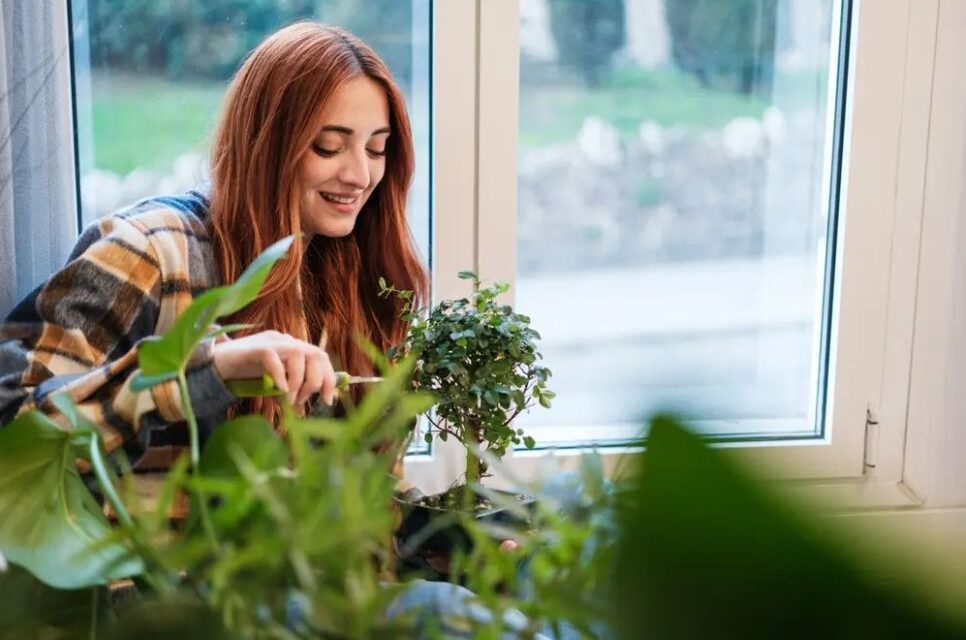 Come curare il tuo bonsai da interno: tecniche, substrati e formazione