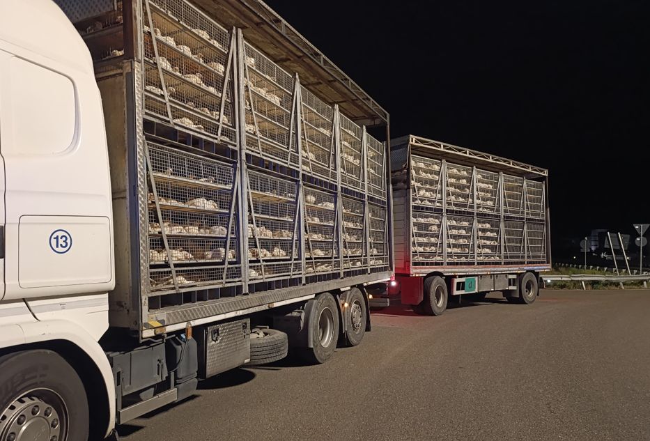 La Polizia di Stato di Alessandria ferma due camion che trasportano animali vivi: conducenti multati