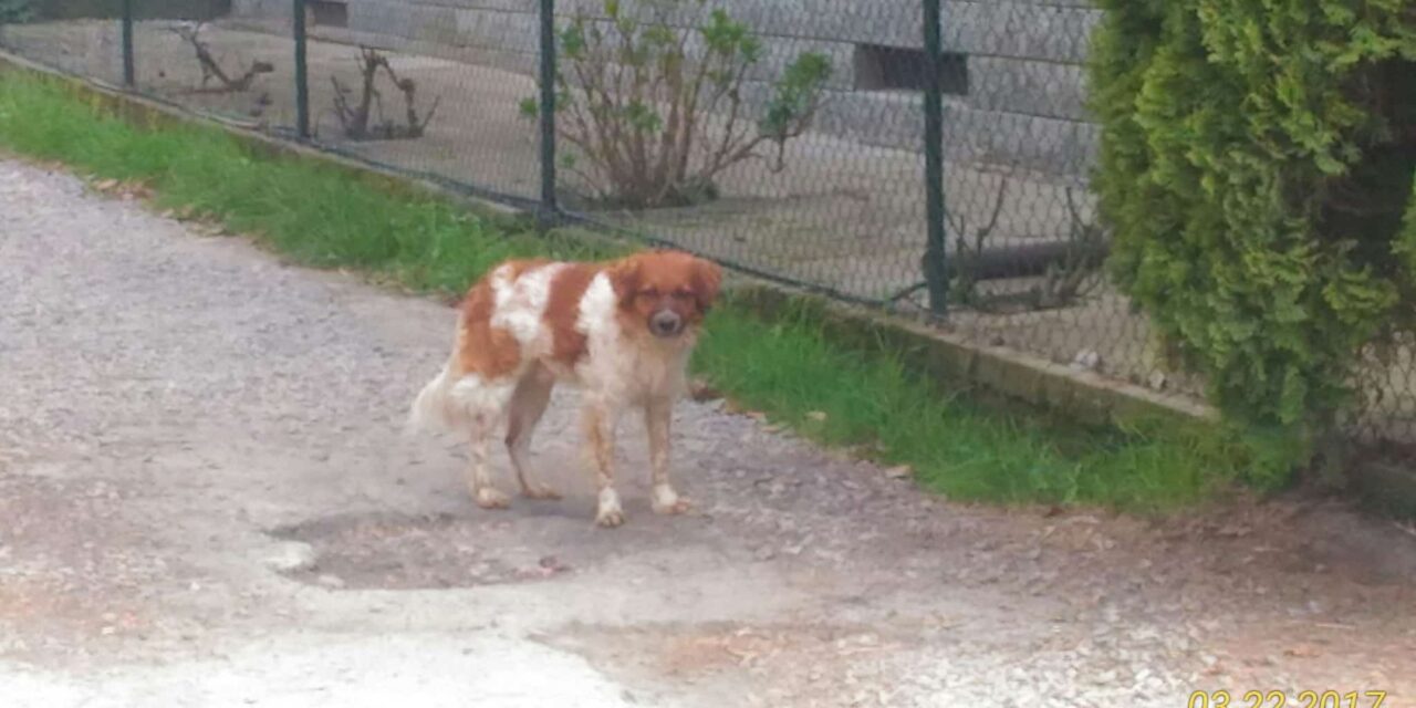 A Viguzzolo un’auto travolge il cane Filippo, mascotte del paese. Vogliono fargli una statua