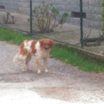 Ventimiglia, nuova procedura per il ricovero e la cura dei cani randagi: al via l’affidamento biennale
