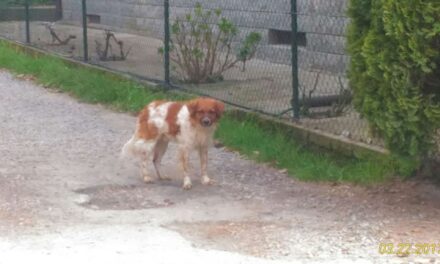 Ventimiglia, nuova procedura per il ricovero e la cura dei cani randagi: al via l’affidamento biennale