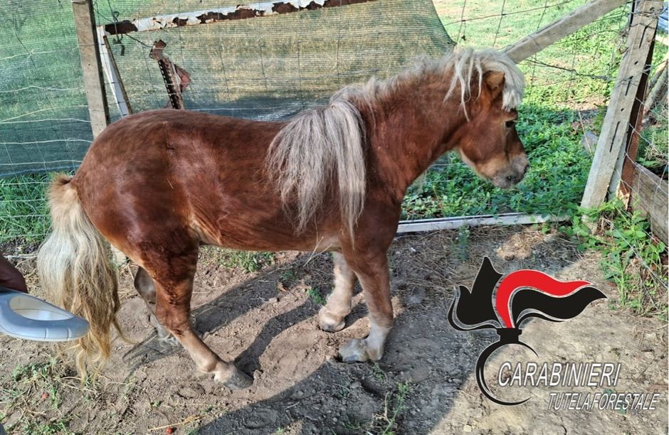 I carabinieri forestali di Alessandria-Asti sequestrano questo pony malato al proprietario, ecco perché
