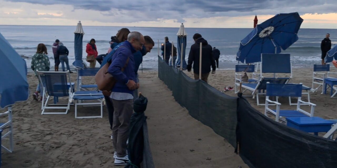 Notte magica ad Alassio: 69 tartarughine Caretta caretta raggiungono il mare