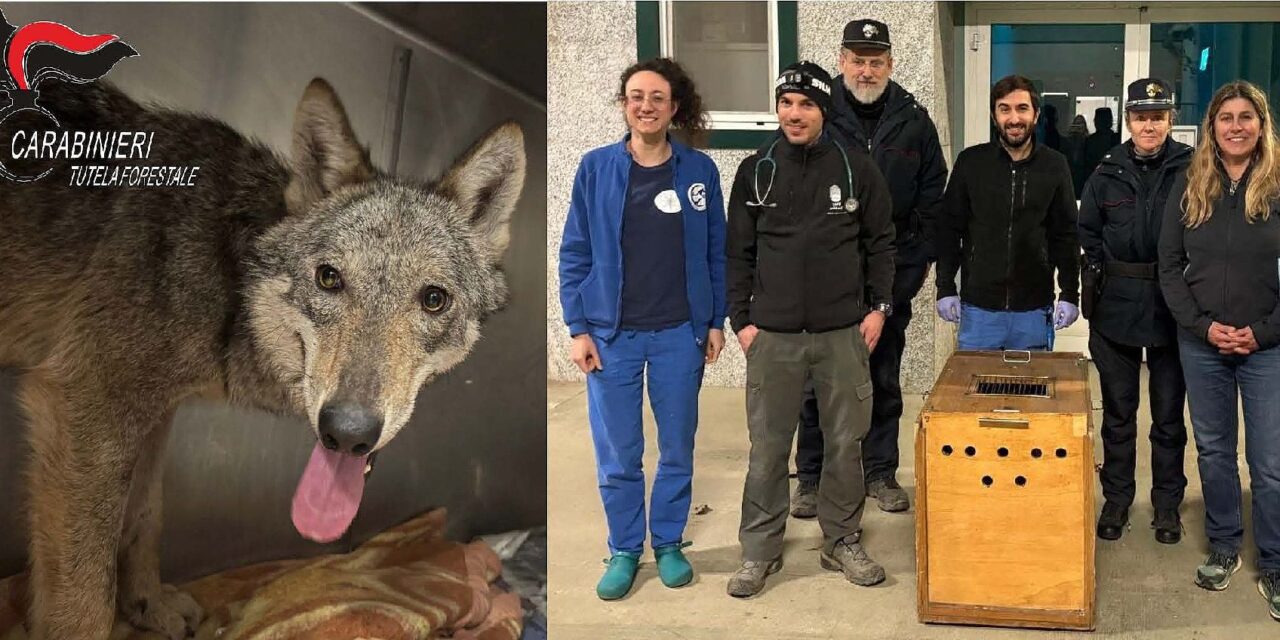 Catturata e messa in sicurezza la giovane lupa, eccessivamente confidente, avvistata in città a Novi