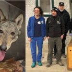 Catturata e messa in sicurezza la giovane lupa, eccessivamente confidente, avvistata in città a Novi