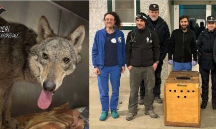 Catturata e messa in sicurezza la giovane lupa, eccessivamente confidente, avvistata in città a Novi