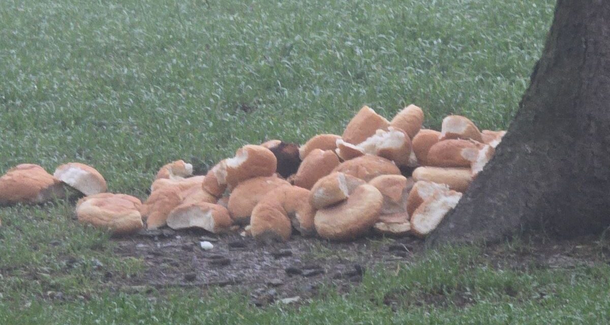 Tortona, una valanga di pane abbandonato che richiama topi ed altri animali vicino all’ospedale