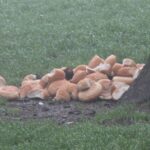 Tortona, una valanga di pane abbandonato che richiama topi ed altri animali vicino all’ospedale