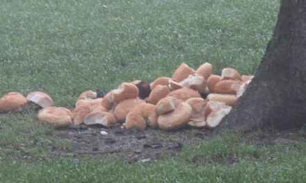 Tortona, una valanga di pane abbandonato che richiama topi ed altri animali vicino all’ospedale