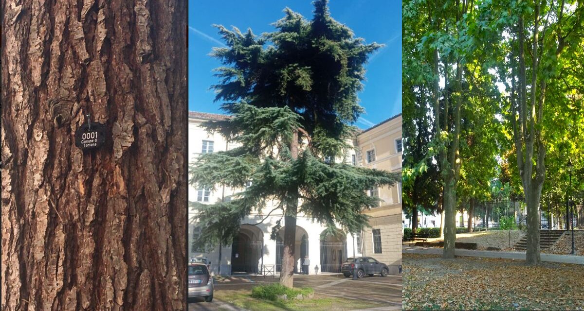 Bella iniziativa del Comune di Tortona che censisce tutti i circa 5 mila alberi presenti sul territorio