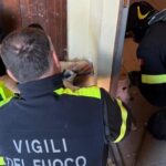 I pompieri di Tortona salvano questo cane da morte certa: aveva la testa incastrata in una bocchetta di areazione