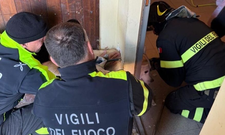 I pompieri di Tortona salvano questo cane da morte certa: aveva la testa incastrata in una bocchetta di areazione