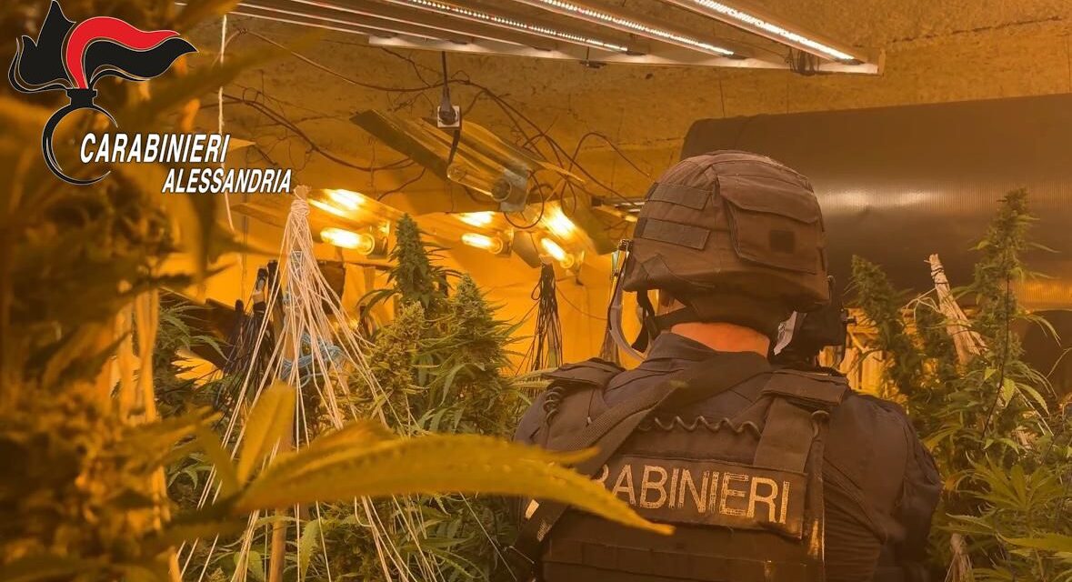 I Carabinieri smantellano una centrale della marijuana nell’Acquese: un arresto e 135 kg di droga. IL VIDEO