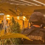I Carabinieri smantellano una centrale della marijuana nell’Acquese: un arresto e 135 kg di droga. IL VIDEO