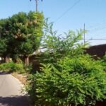 Il Comune di Tortona invita i proprietari delle zone vicino alla ferrovia a tagliare il verde!