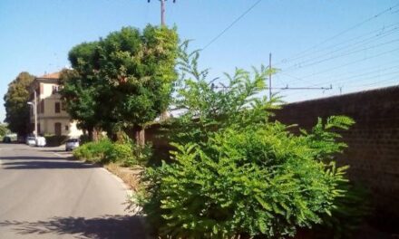 Il Comune di Tortona invita i proprietari delle zone vicino alla ferrovia a tagliare il verde!
