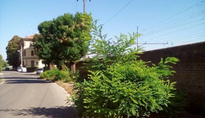 Il Comune di Tortona invita i proprietari delle zone vicino alla ferrovia a tagliare il verde!