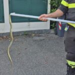 Questo serpente entra nell’area di un’abitazione a Tortona ma per fortuna intervengono i pompieri