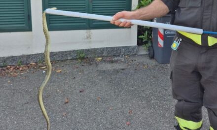 Questo serpente entra nell’area di un’abitazione a Tortona ma per fortuna intervengono i pompieri