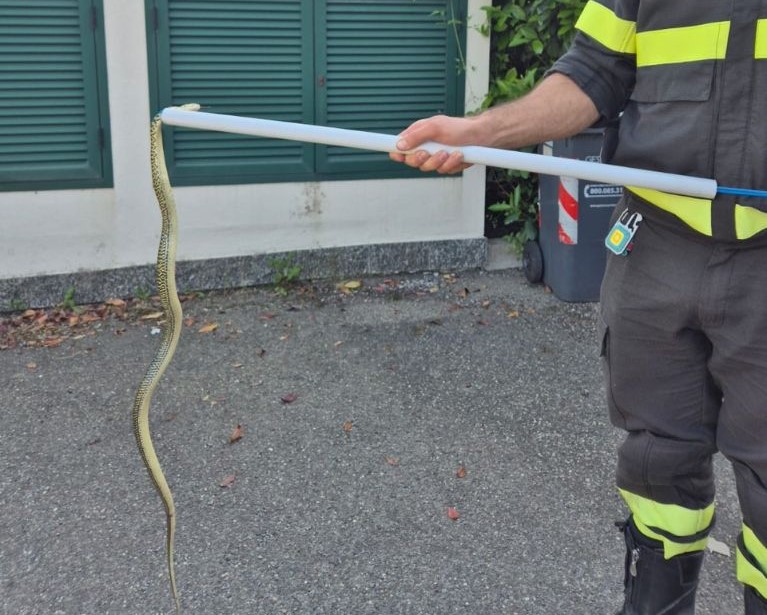 Questo serpente entra nell’area di un’abitazione a Tortona ma per fortuna intervengono i pompieri