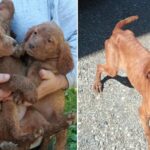 Intervento delle guardie Zoofile OIPA a Bosco Marengo: sequestrati 20 cani, tra cui 11 cuccioli infestati da parassiti