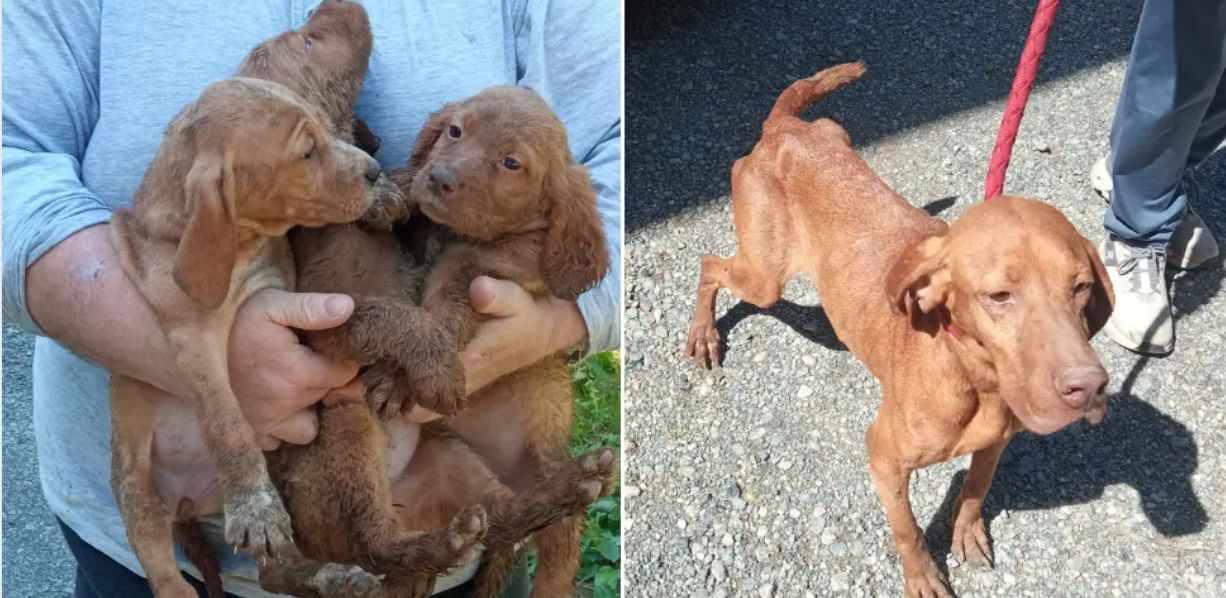 Intervento delle guardie Zoofile OIPA a Bosco Marengo: sequestrati 20 cani, tra cui 11 cuccioli infestati da parassiti
