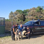 Incendio in un canile a Sezzadio: i Carabinieri sfidano le fiamme e salvano 20 cani, fra cui questi