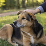 Bravecto antiparassitario: cosa sapere prima di scegliere una protezione per cani e gatti