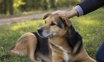 Bravecto antiparassitario: cosa sapere prima di scegliere una protezione per cani e gatti