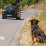 “Infame”: Regione Liguria lancia una dura campagna social contro l’abbandono degli animali