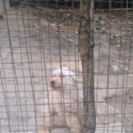  Alessandria, le Guardie Zoofile OIPA salvano cinque cani dal degrado. Tra loro due cuccioli di 60 giorni