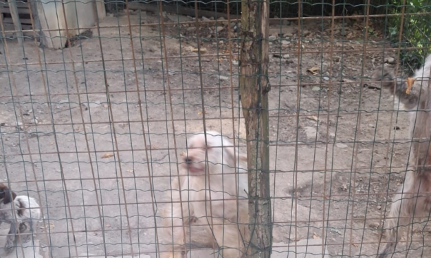  Alessandria, le Guardie Zoofile OIPA salvano cinque cani dal degrado. Tra loro due cuccioli di 60 giorni