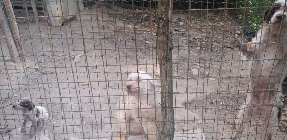  Alessandria, le Guardie Zoofile OIPA salvano cinque cani dal degrado. Tra loro due cuccioli di 60 giorni