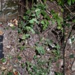 Degrado al bosco del Lavello di Tortona: dopo le segnalazioni scatta il tempestivo intervento del Comune