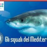 Alla scoperta degli squali del Mediterraneo: serata didattica a Santo Stefano al Mare