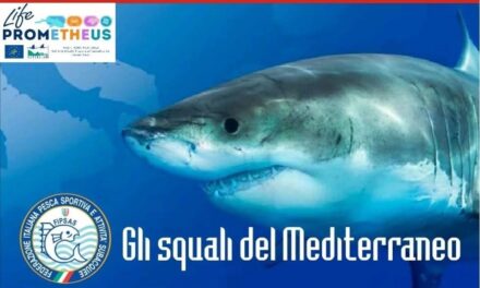 Alla scoperta degli squali del Mediterraneo: serata didattica a Santo Stefano al Mare