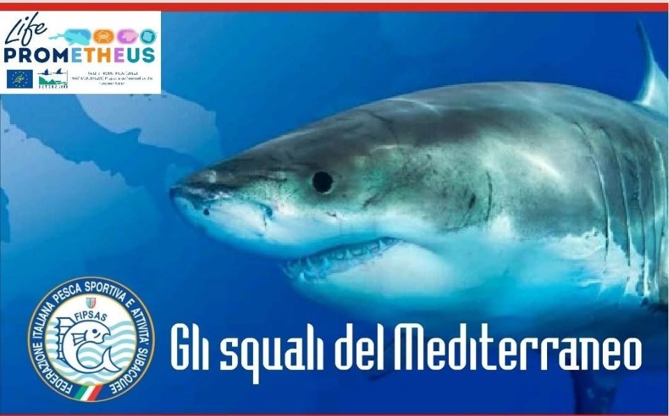 Alla scoperta degli squali del Mediterraneo: serata didattica a Santo Stefano al Mare