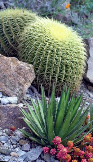 Mondo Piante Grasse : Le piante grasse, un mondo da scoprire | Piante grasse ... - Siamo abituati a definire tutta una serie di esemplari come piante grasse.